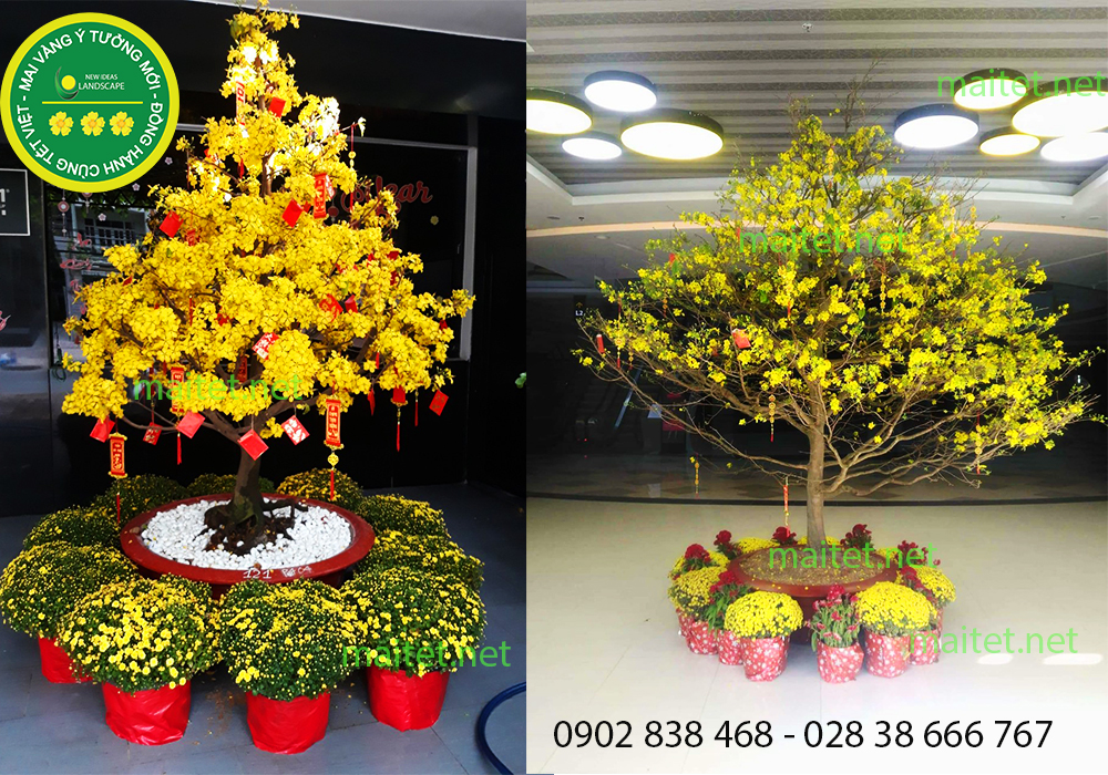mai vàng chưng tết