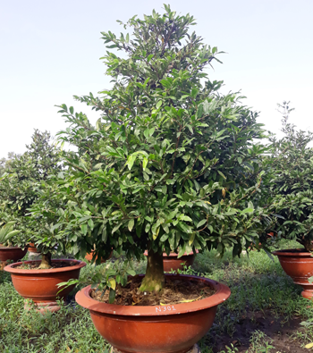 MAI VÀNG MÃ SỐ NIS N301