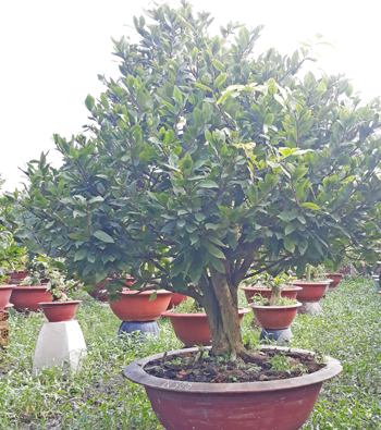 MAI VÀNG MÃ SỐ NIS N308