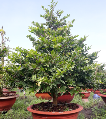 MAI VÀNG MÃ SỐ NIS N309