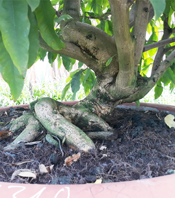 MAI VÀNG MÃ SỐ NIS N310