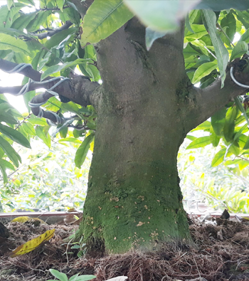 MAI VÀNG MÃ SỐ NIS N315