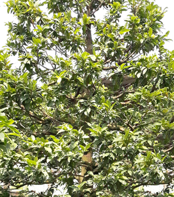 MAI VÀNG MÃ SỐ NIS P101