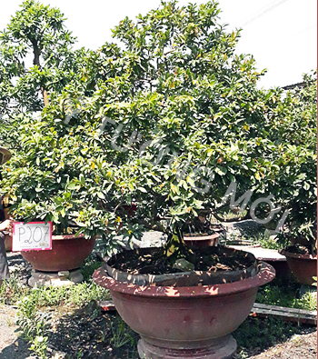 MAI VÀNG MÃ SỐ NIS P208